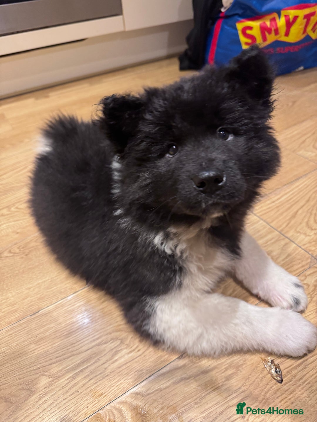 Akita dogs for sale: Long haired Akita female  - Advert 3