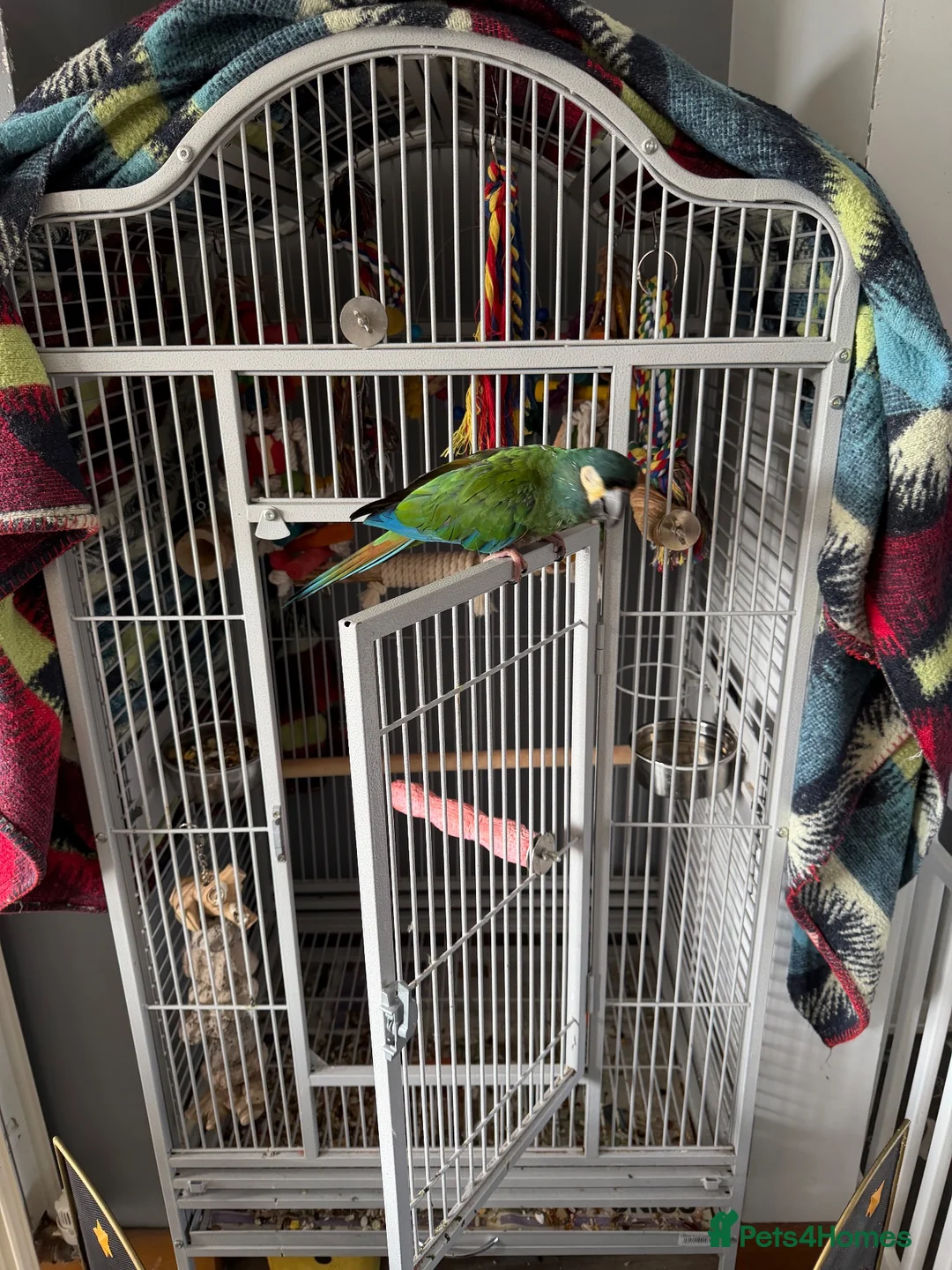 Macaws birds for sale: Male illinger’s  macaw  - Advert 1