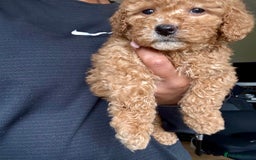 Cockapoo dogs for sale: Cockerpoo  - Image 2