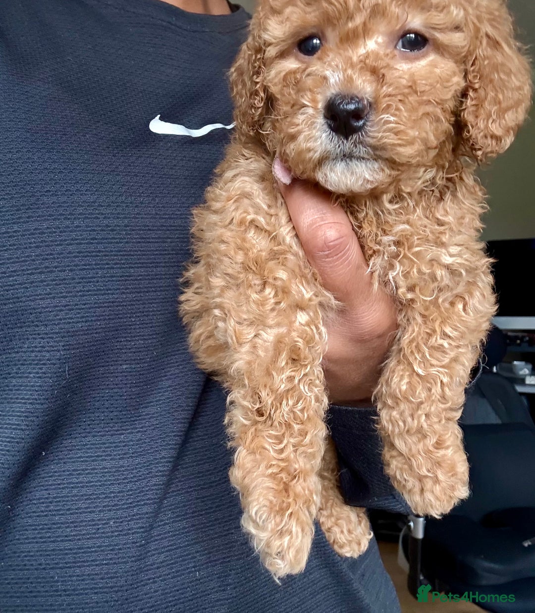 Cockapoo dogs for sale: Cockerpoo  - Image 2