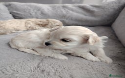 Poochon dogs for sale: 4 Girls Poochon white/Beige 2 reserved 2 avaliable - Image 10