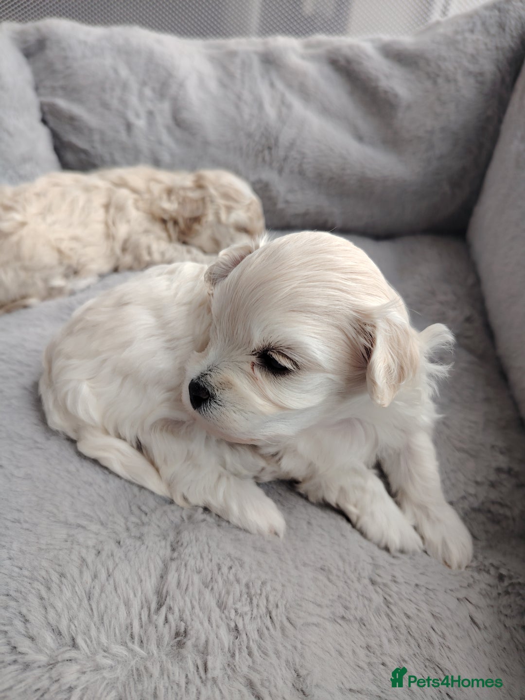Poochon dogs for sale: 4 Girls Poochon white/Beige 2 reserved 2 avaliable - Image 10