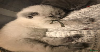 British Shorthair cats - Advert 8