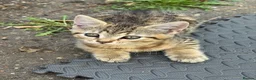 Mixed Breed cats for sale: 3 cute cats looking for a new home  in London - Advert 8