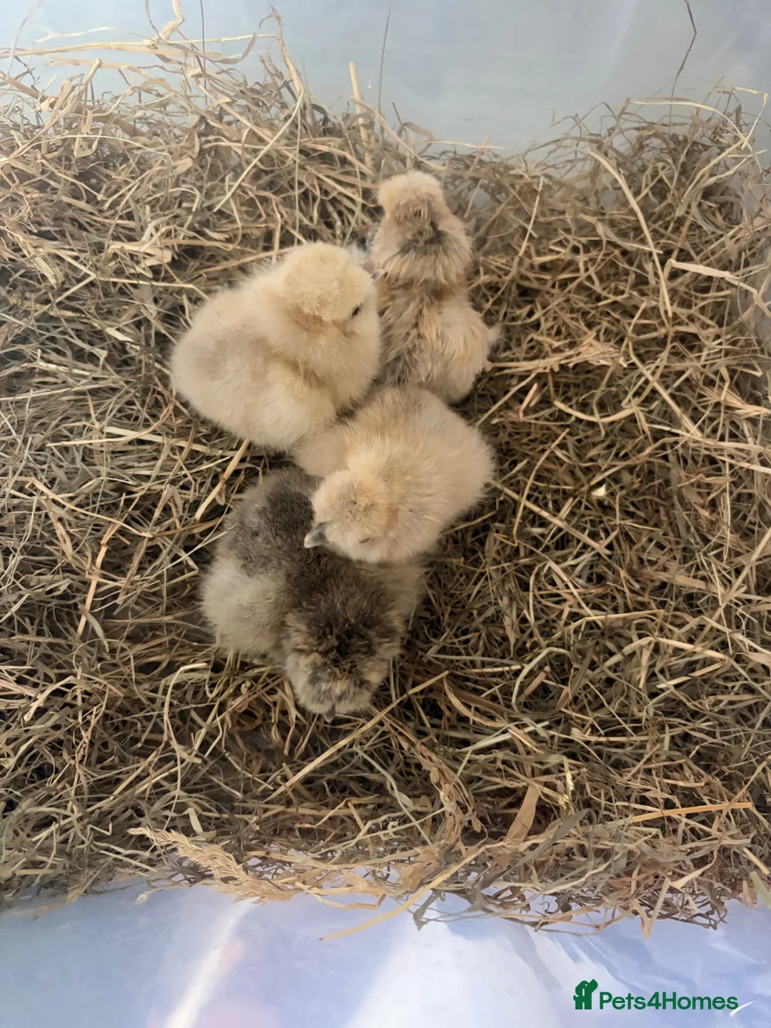 Chickens poultry for sale: Silkie chicks - Advert 2