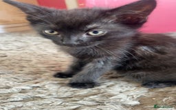 Mixed Breed cats for sale: 5 beautiful mixed kittens  - Image 19