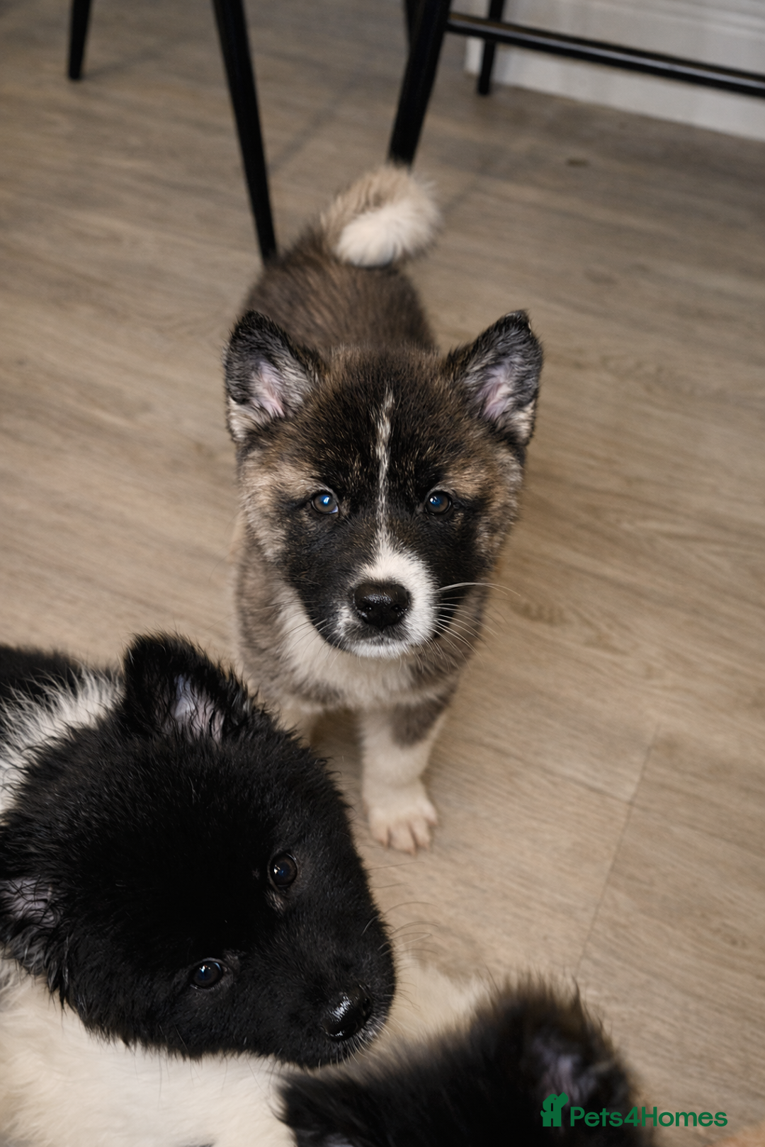 Akita dogs for sale: Quality Family Raised American Akita Puppies - Advert 35
