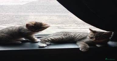 Mixed Breed cats - Advert 4