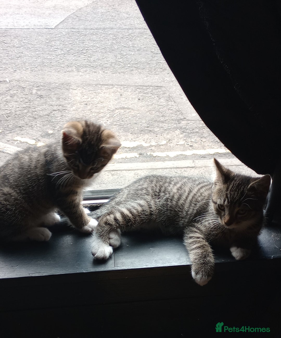 Mixed Breed cats for sale: KITTENS 2 BOYS 1 GIRL  - Image 3