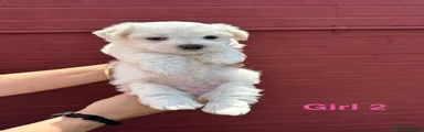 Bichon Frise 4