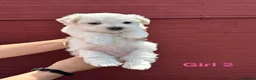 Bichon Frise dogs for sale:     🐶 6 Adorable Puppies Looking for a Home - Advert 26