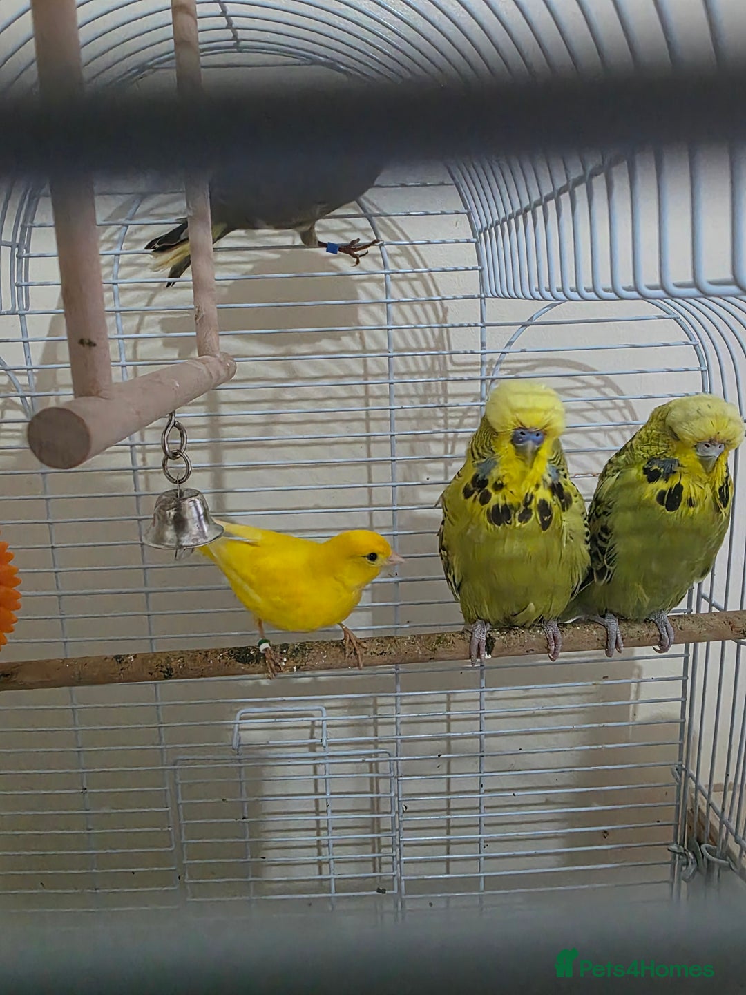 Budgerigars birds for sale: Couple Crested budgies  - Advert 7