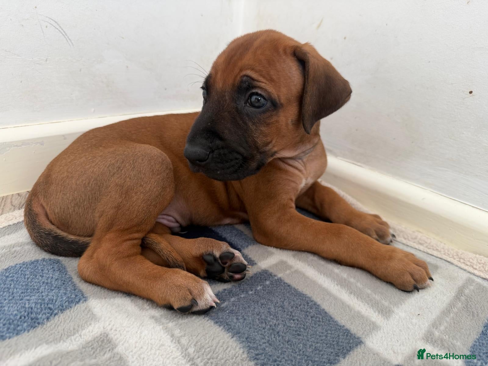 Rhodesian Ridgeback Puppy 9 - Grey