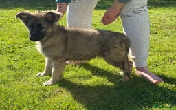 German Shepherd dogs for sale: Reduced kc reg German shepherd pup carry Isabella  - Image 24