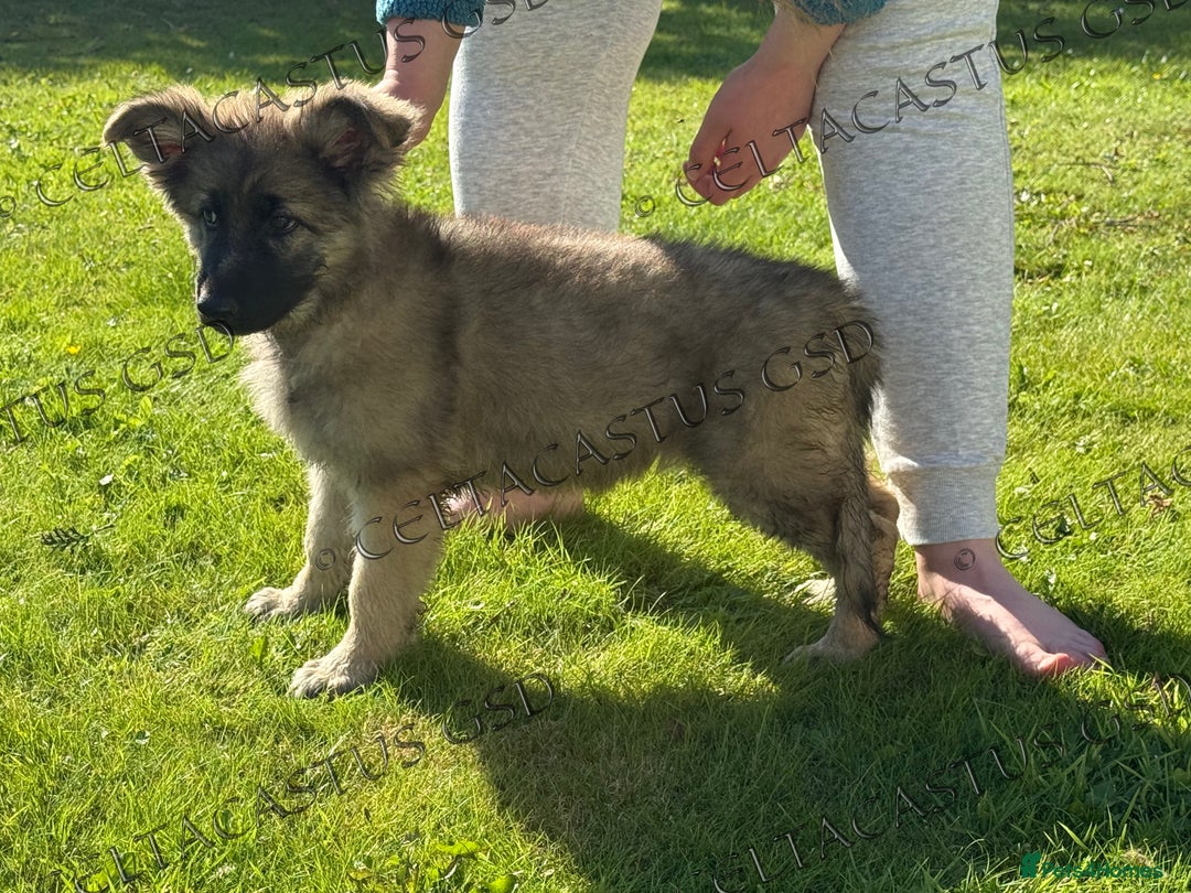 German Shepherd dogs for sale: Reduced kc reg German shepherd pup carry Isabella  - Image 24