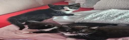 Mixed Breed cats for sale:  7 adorable kittens looking for their forever home - Advert 10