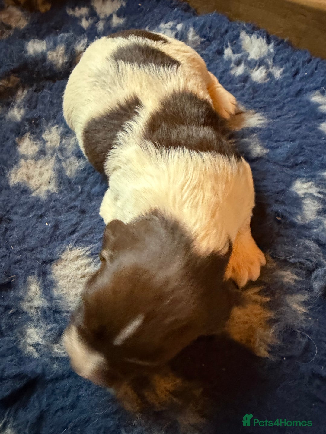 English Springer Spaniel dogs for sale: KC registered English springer spaniel puppies - Advert 2