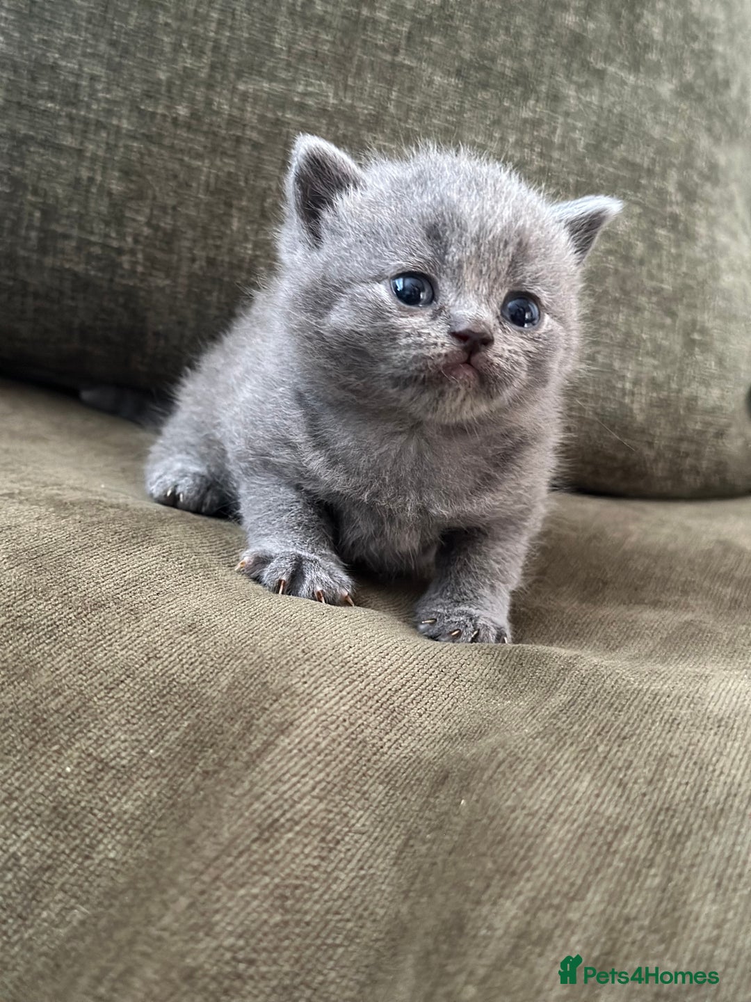 British Shorthair cats for sale: GCCF Registered British Shorthair kittens  - Advert 14