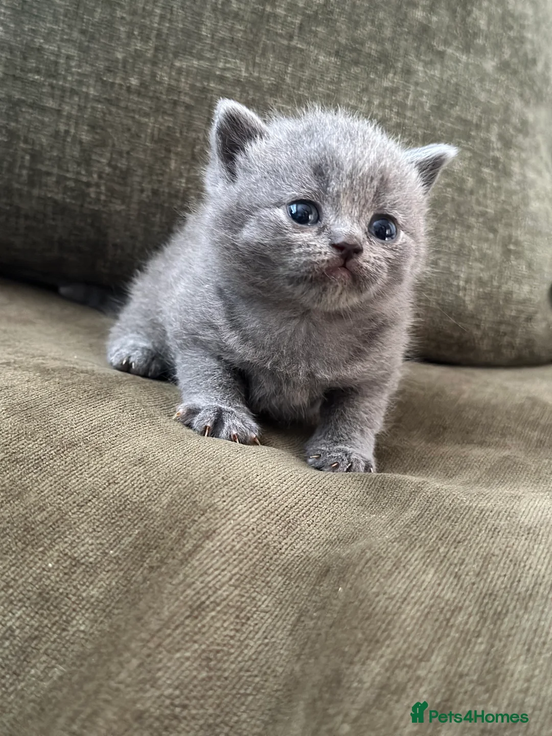 British Shorthair cats for sale: GCCF Registered British Shorthair kittens  - Advert 13