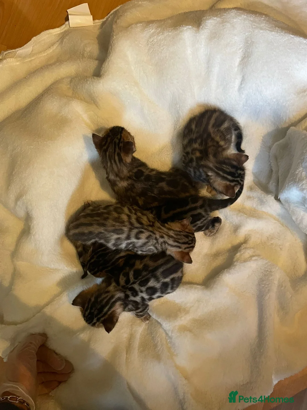 Bengal cats for sale: 5 Beautiful Bengal Brown Rosetted Kittens in London - Advert 13