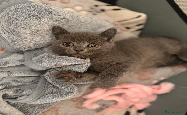 British Shorthair cats - Advert 4