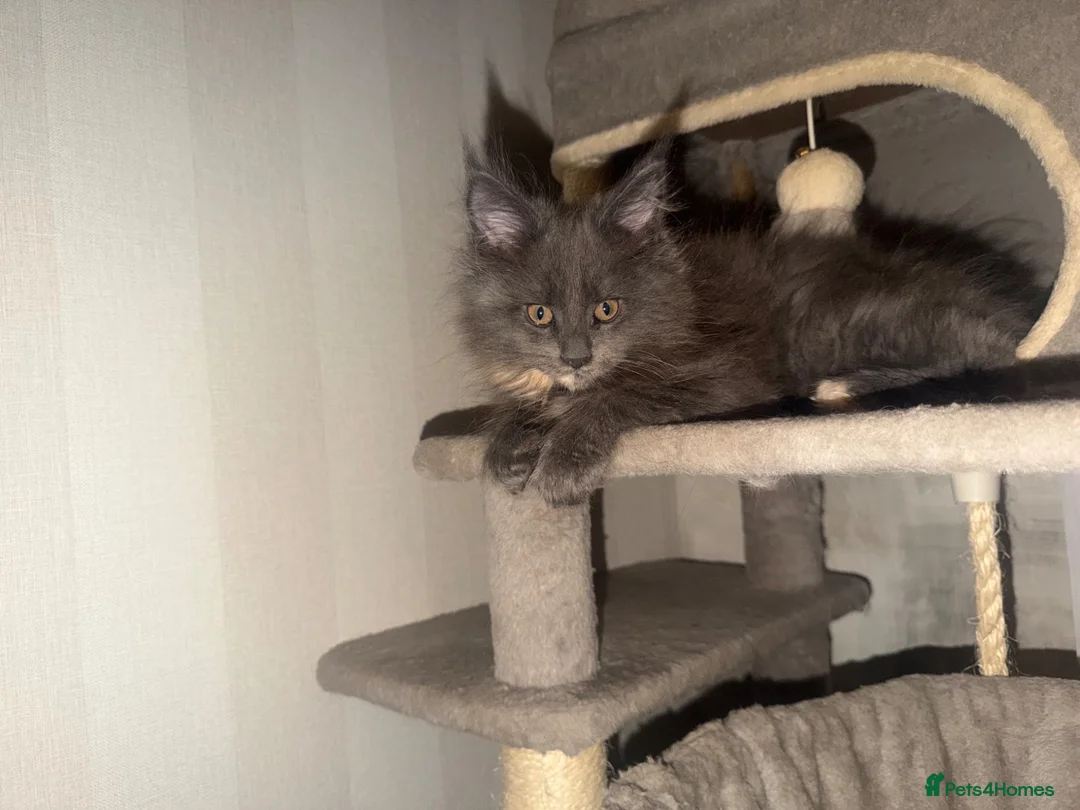 Maine Coon cats for sale: Blue dilute tortie maincoon girl  - Advert 2