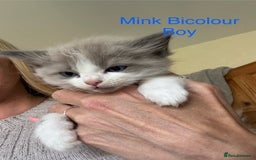 Ragdoll cats for sale: Ragdoll Kittens Ready Now. Mink - Image 2