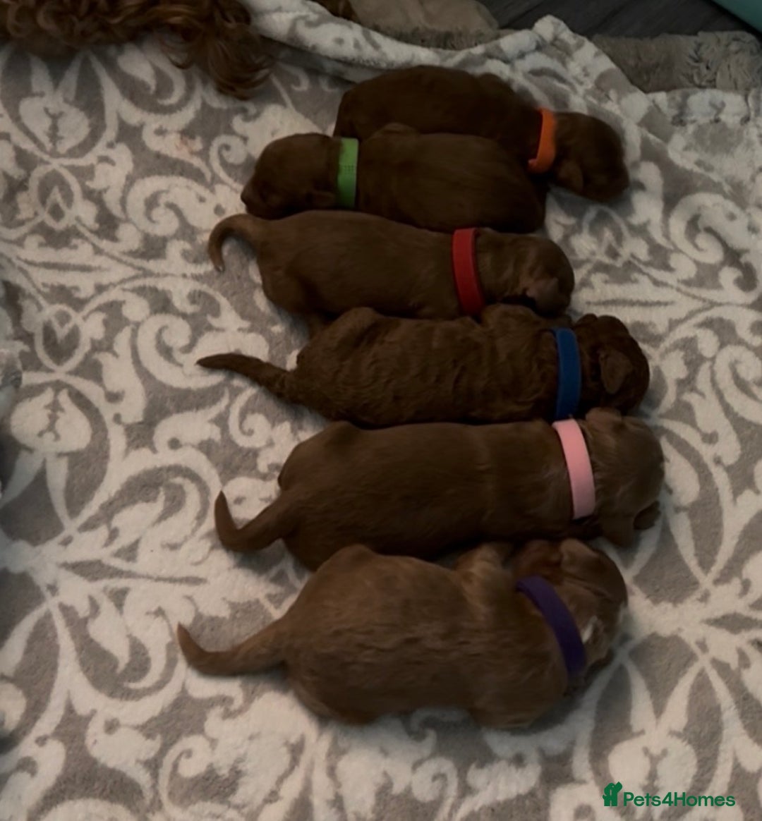 Cockapoo dogs for sale:  F1b Miniature Cockapoo Puppies fox red colour  - Advert 3