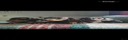 Miniature Dachshund dogs for sale: 4 miniature dachshunds - Advert 7