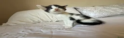 Mixed Breed cats for sale: Beautiful Litter of Playful Kittens, Siamese Cross - Advert 29