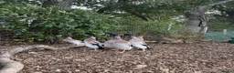 Ducks poultry for sale: Indian Runner duck drakes  - Advert 2
