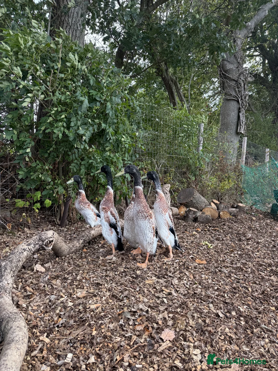 Ducks poultry for sale: Indian Runner duck drakes  - Advert 2