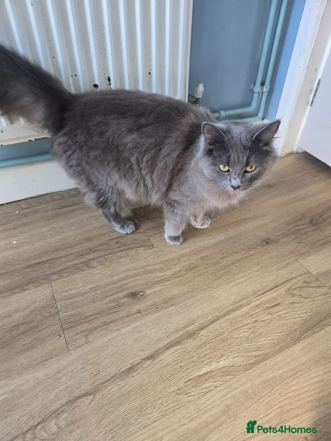 Mixed Breed cats for sale: 2 cats - Advert 8