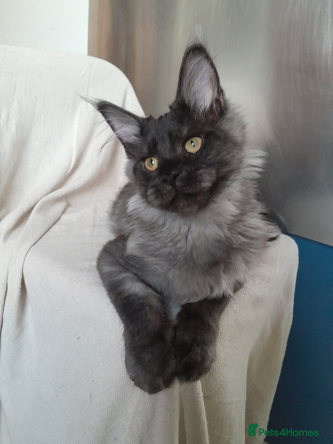 Maine Coon cats for sale: black smoke MaineCoon boy TICA reg - Advert 9