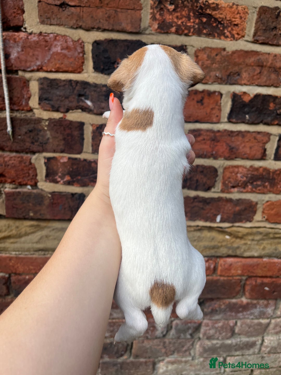 Jack Russell dogs for sale: Jack Russell Dog pup - Image 2