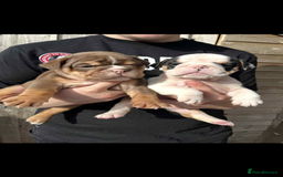 English Bulldog dogs for sale: Miniature English bulldog, 2 years old - Image 8