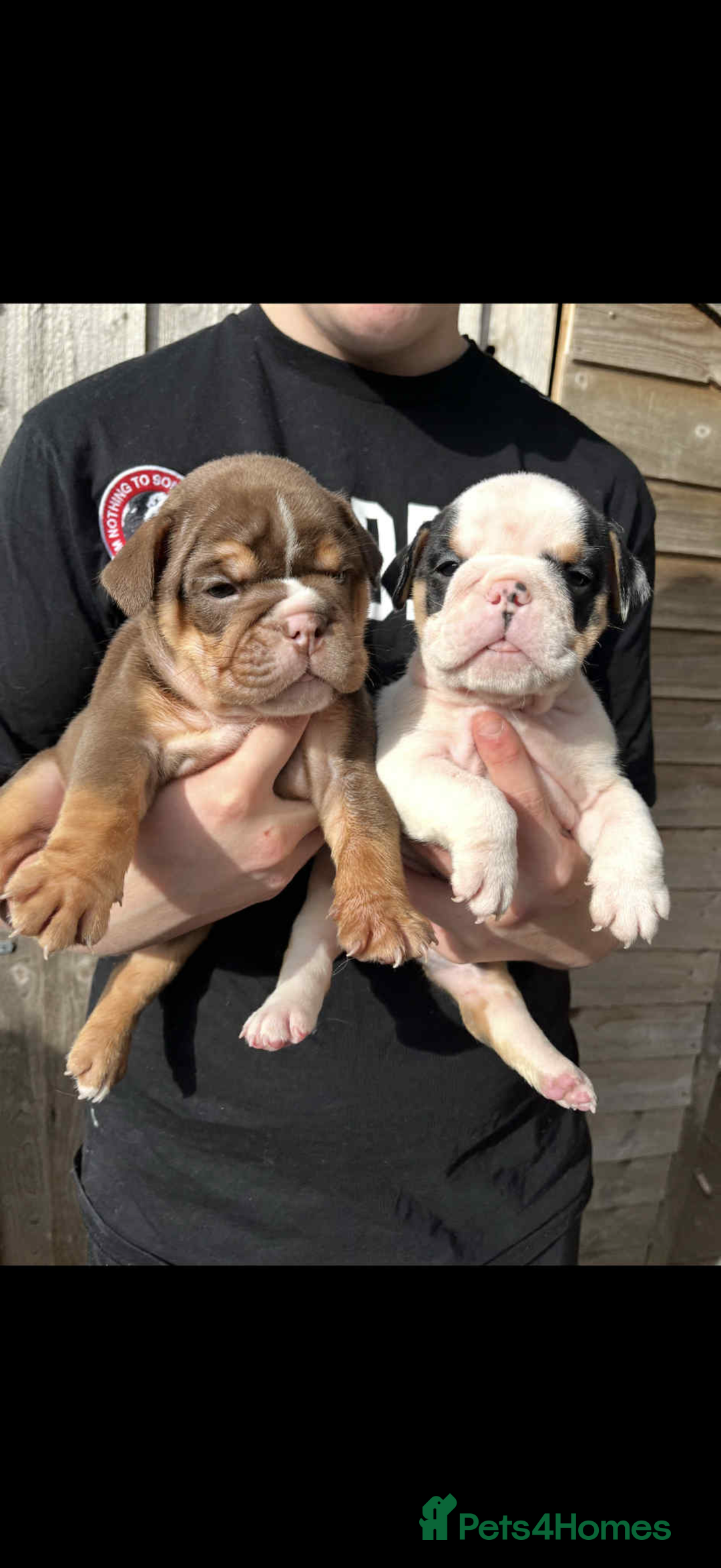 English Bulldog dogs for sale: Miniature English bulldog, 2 years old - Image 8