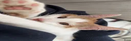 Mixed Breed cats for sale: Beautiful ginger malevaccinated+chipped+fw treated - Advert 8