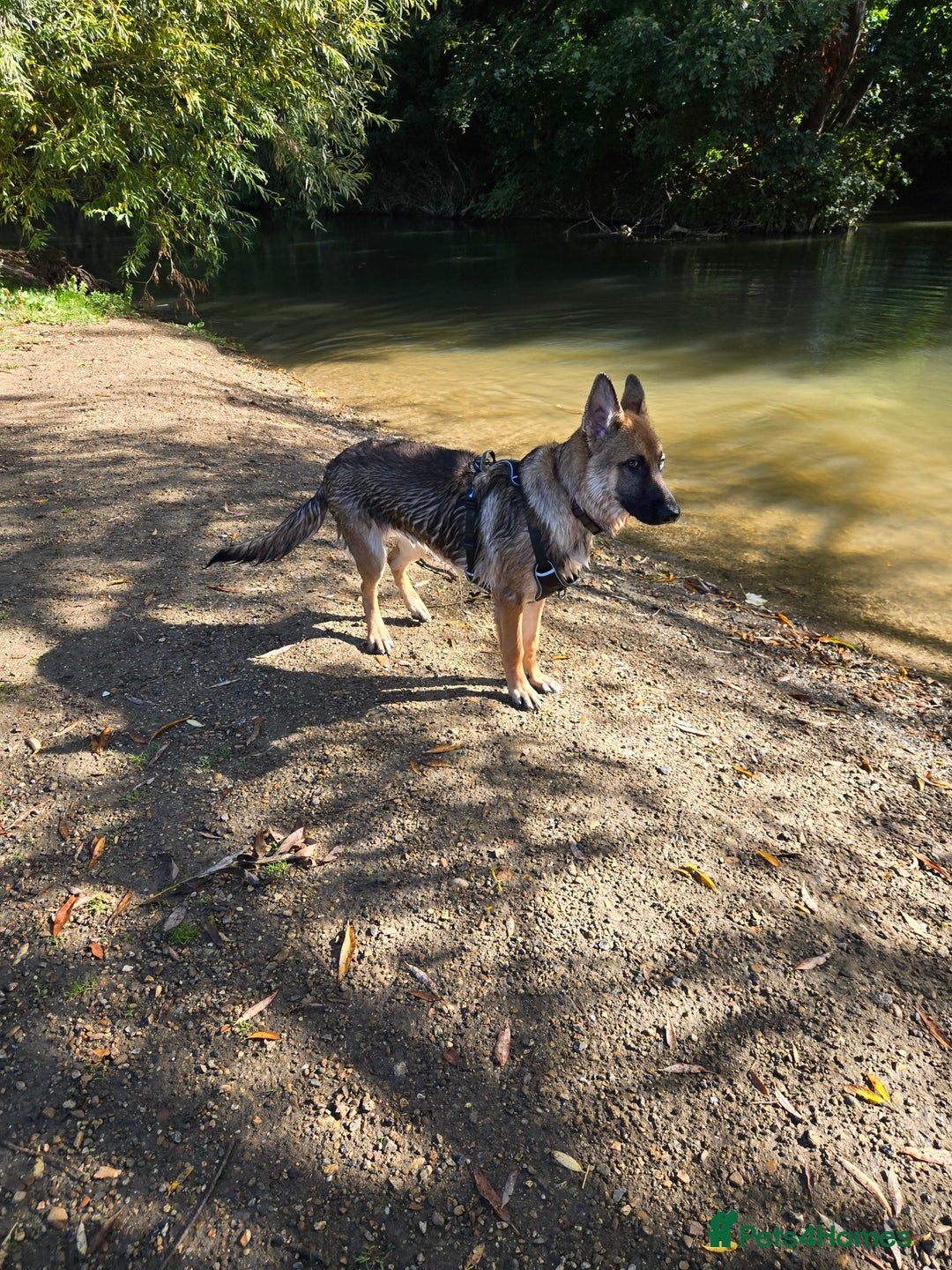 German Shepherd dogs for sale: Looking for forever home - Image 3