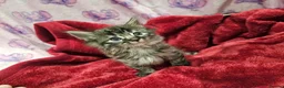 Bengal cats for sale: Bengal kitten's mix - Advert 19