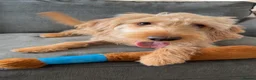 Mixed Breed dogs for sale: Skye - cockapoo/beagle in Manchester - Advert 4