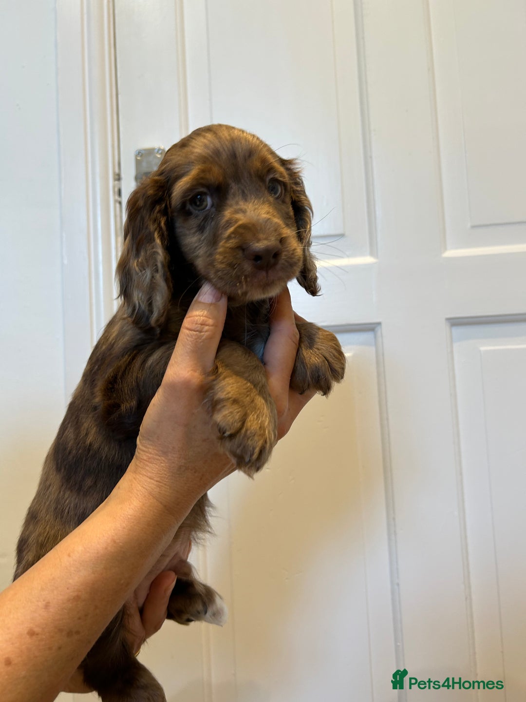 Cocker Spaniel dogs for sale: Super rare and unique show type dna tested Kc reg  - Image 17