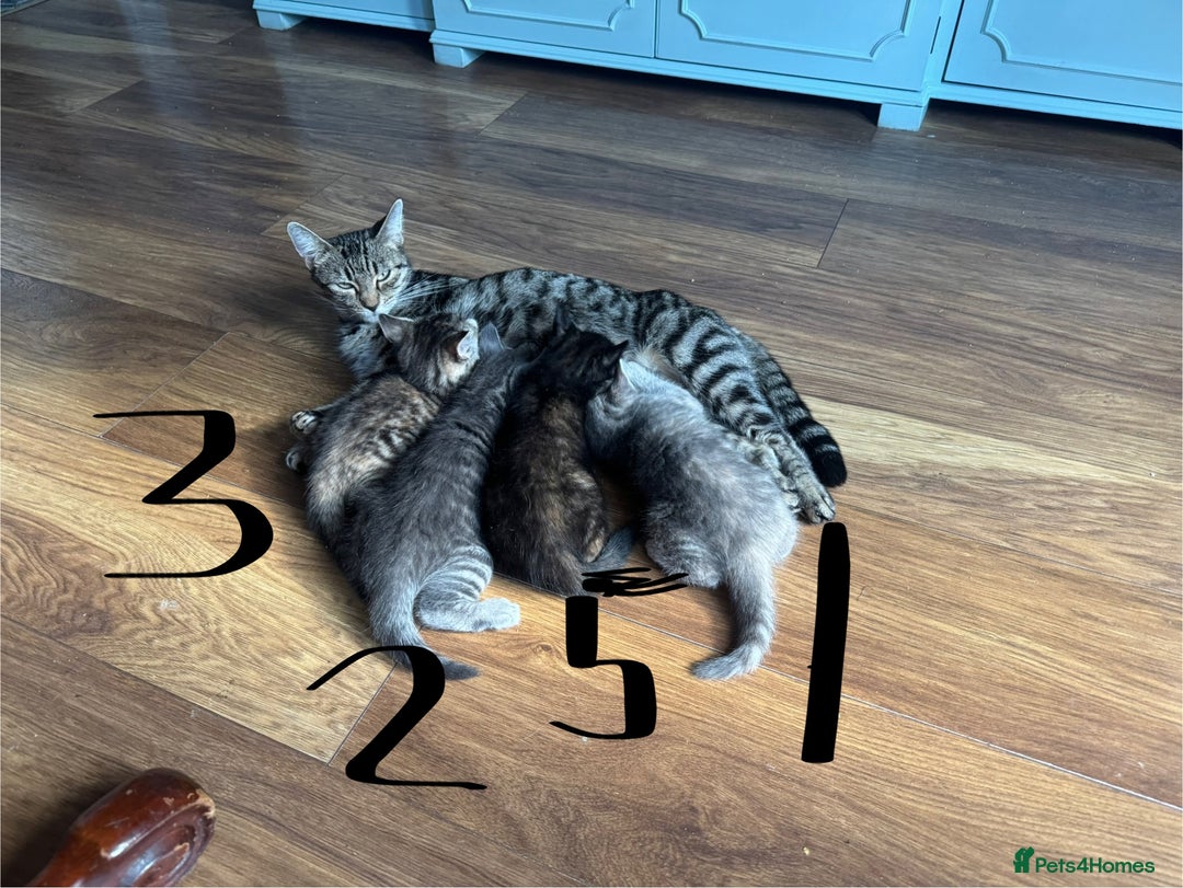 Mixed Breed cats for sale: Kittens (£250-£80) - Image 15