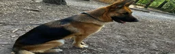 German Shepherd dogs for stud: German shepherd stud  - Advert 3