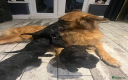 Mixed Breed dogs for sale: Bedlington cross cocker spaniel puppies  - Image 3