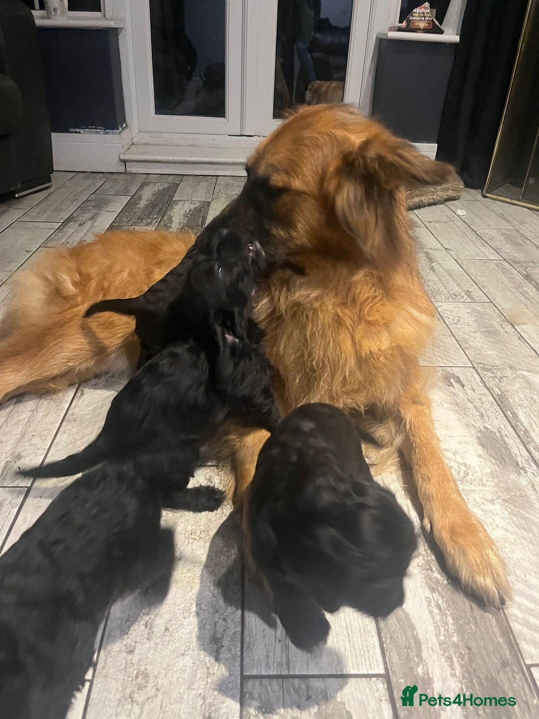 Mixed Breed dogs for sale: Bedlington cross cocker spaniel puppies  - Image 3