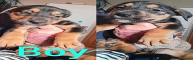 Mixed Breed 1