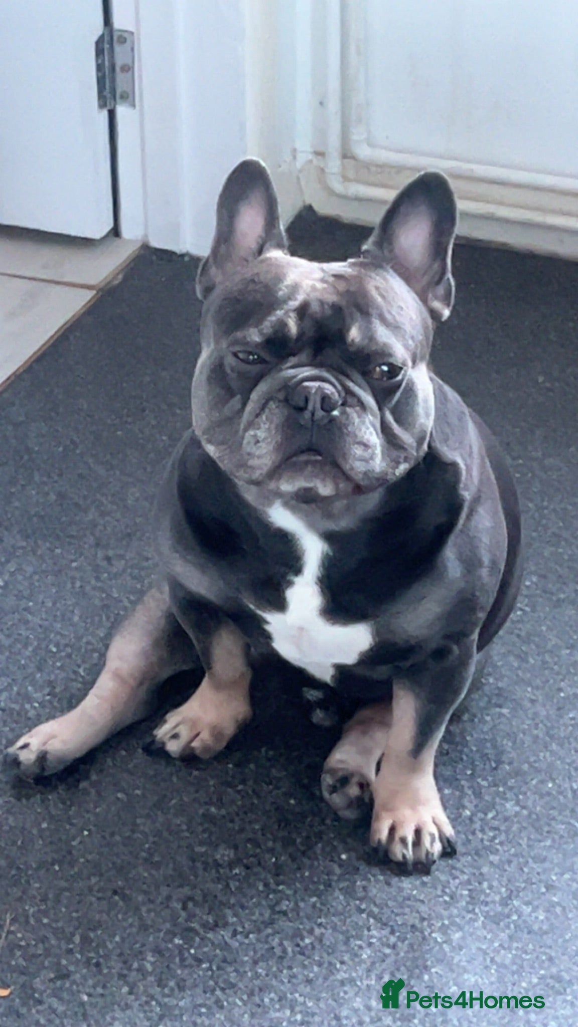 French Bulldog dogs Dexter - French bulldog (pedigree) - Advert 1