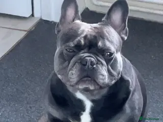 French Bulldog dogs Dexter - French bulldog (pedigree + KC) - Advert 13