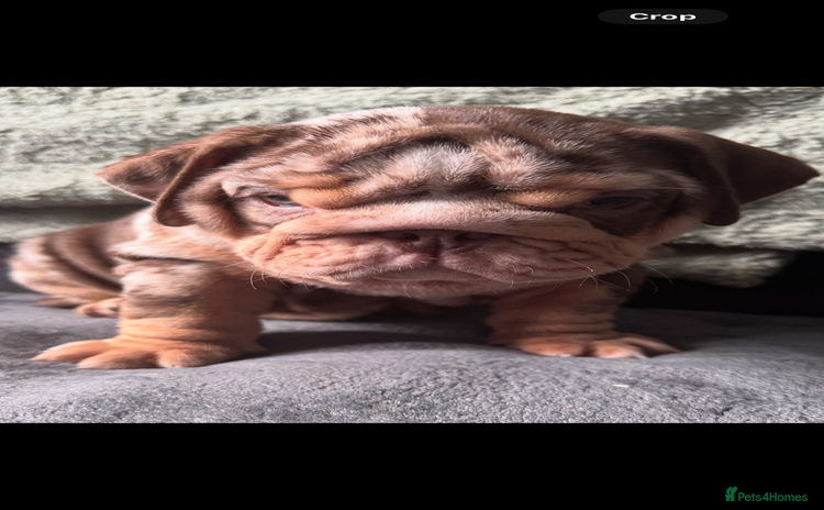 English Bulldog dogs - Advert 11